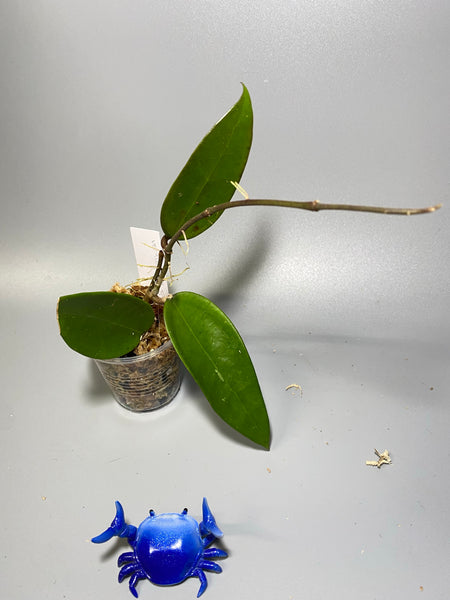 Hoya verticillata EPC spoon leaf - has some roots