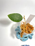 Hoya sp phukwai aff verticillata splash