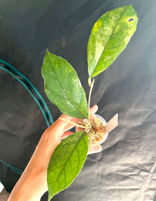 Reserved for Rosie - Hoya bahoi - Unrooted