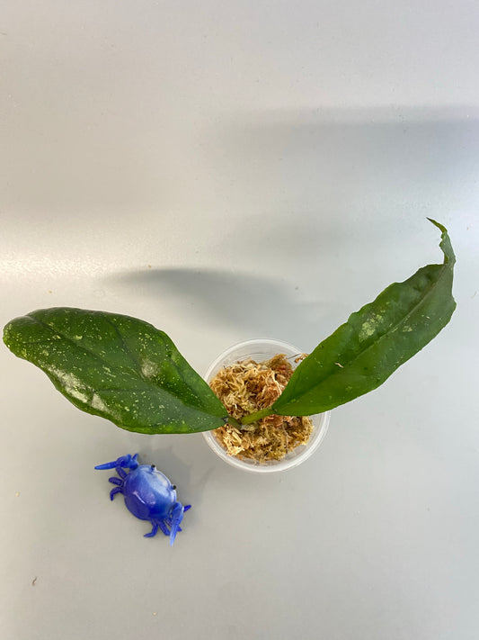 Hoya ranauensis - unrooted