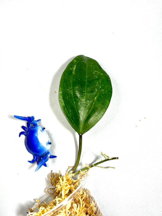 Hoya macrophylla snow queen - Unrooted