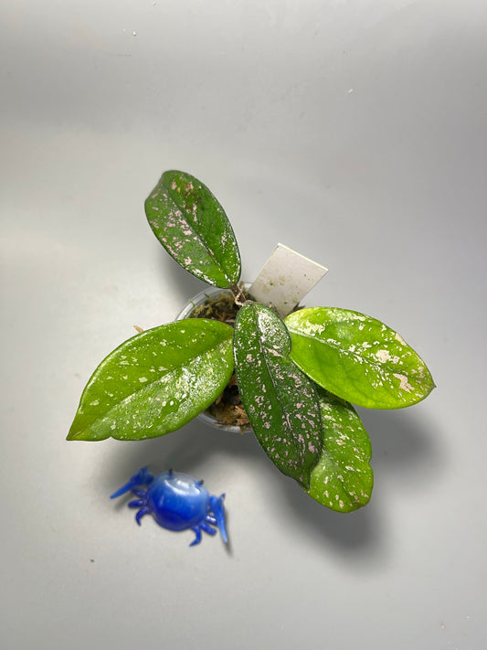 Hoya carnosa Wilbur graves Thailand  - has some roots