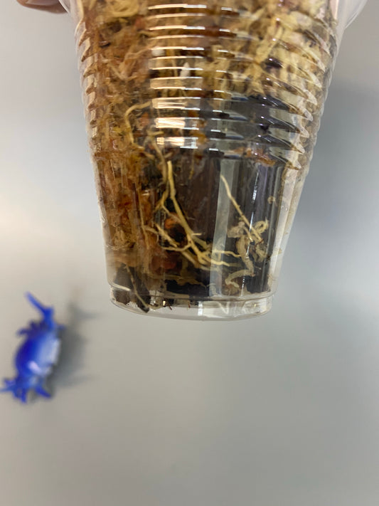 Hoya callistophylla with roots