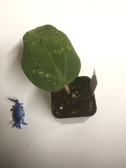 Hoya Loyceandrewsiana - dinner plate with new growth