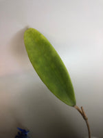 Hoya sp bulusan with some roots