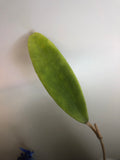 Hoya sp bulusan with some roots