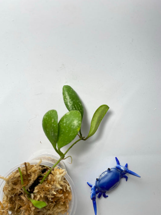 Hoya ets-10 - has some roots