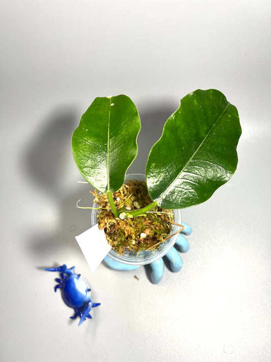 Hoya imperialis Palawan - active growth