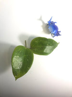 hoya macrophylla snow queen -cutting