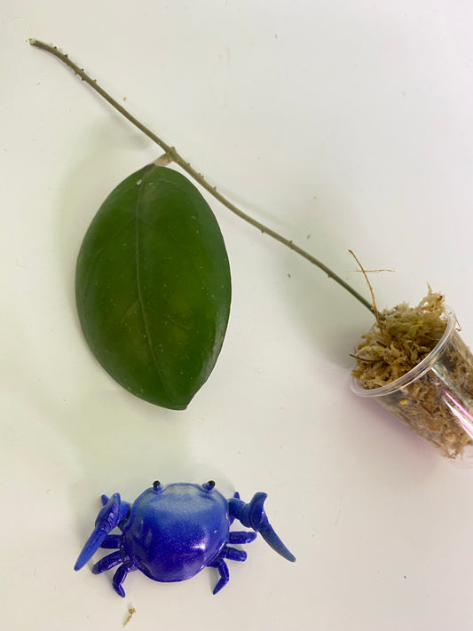 Hoya cv noelle - vitellinoides x vitellina - starting to root