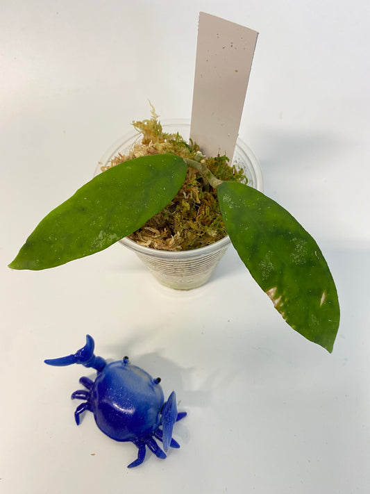 Hoya corneri - actively growing