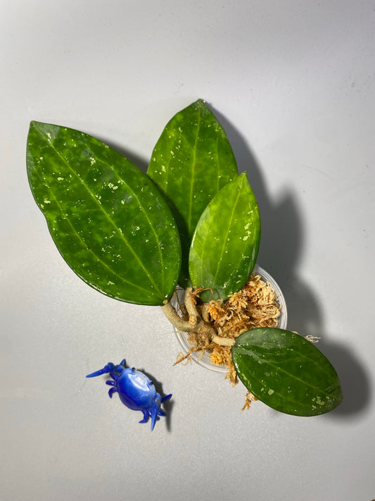 Hoya Hanhiae pink - Unrooted