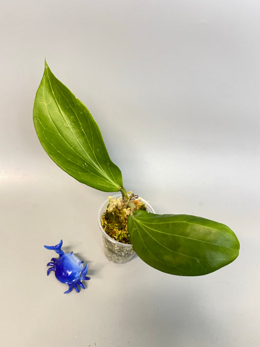 Reserved for Kat - Hoya marginata IML 1727 - has some roots