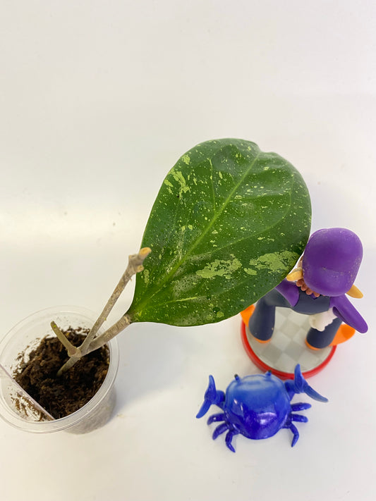 Reserved for Stachelle - Hoya ‘Michele’ - new growth