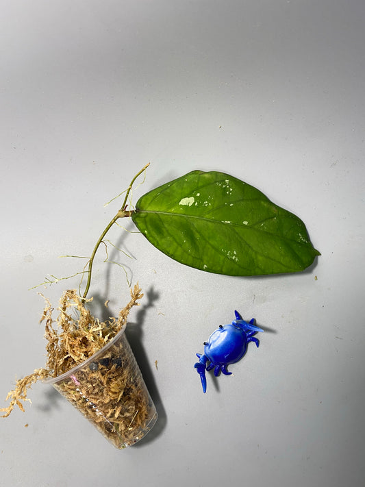 Hoya meredithii - unrooted