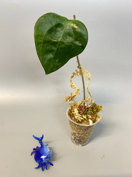 Hoya glabra - starting to root