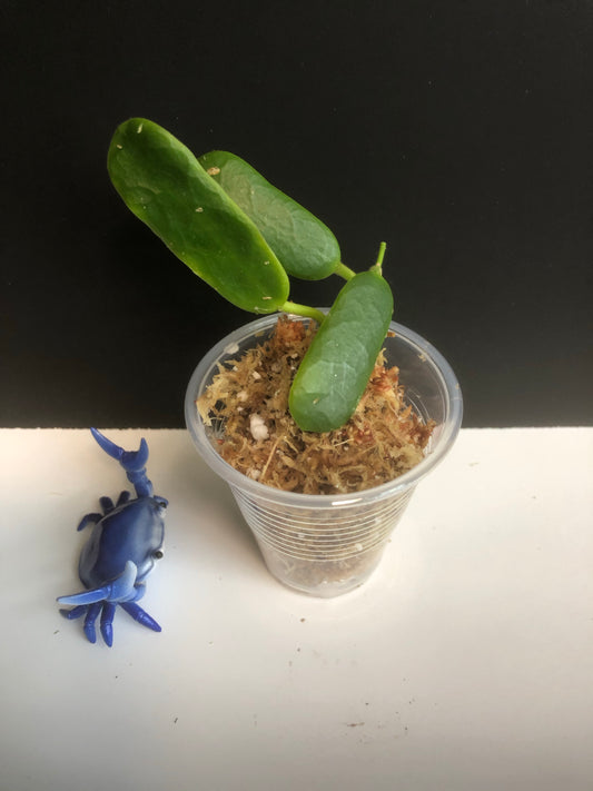 Hoya rotundiflora - Has some roots