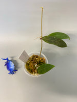 Hoya parasitica - active growth
