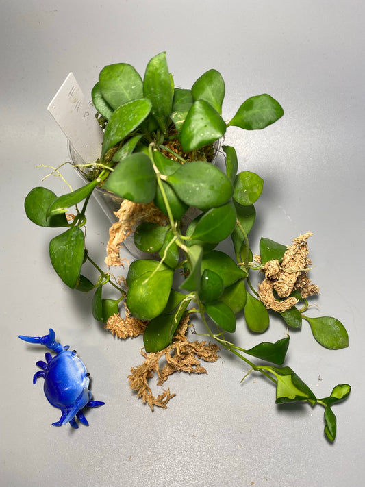 Hoya heuschkeliana pink - active growth