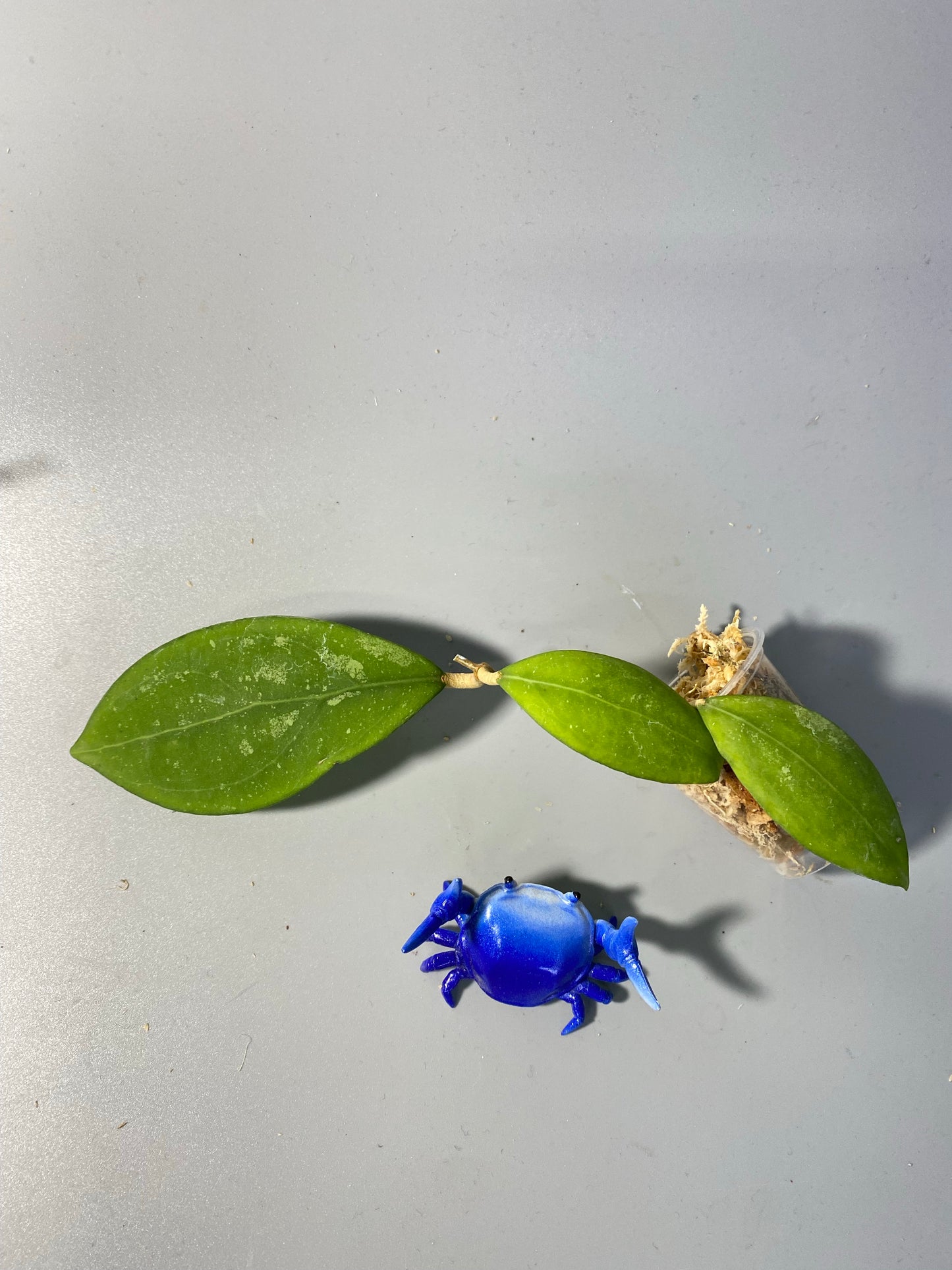 Hoya erythrostemma - pink corona - unrooted