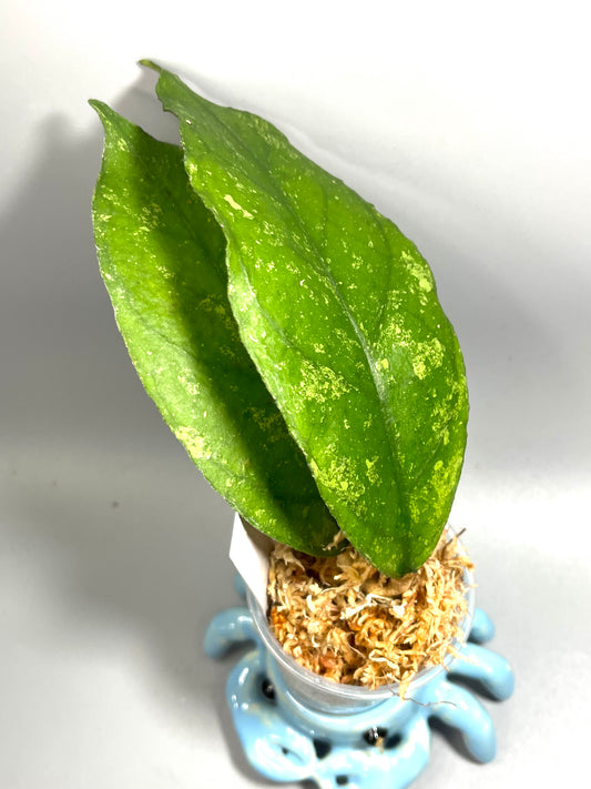 Hoya bahoi - Unrooted