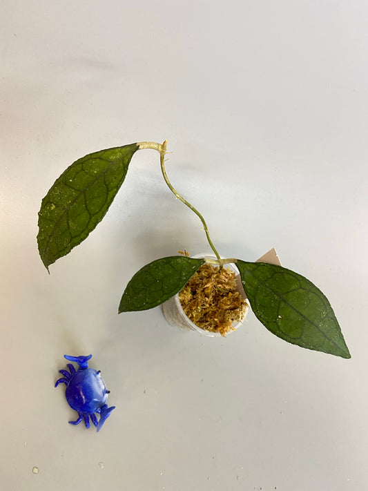 Hoya Finlaysonii Big leaf - has roots.