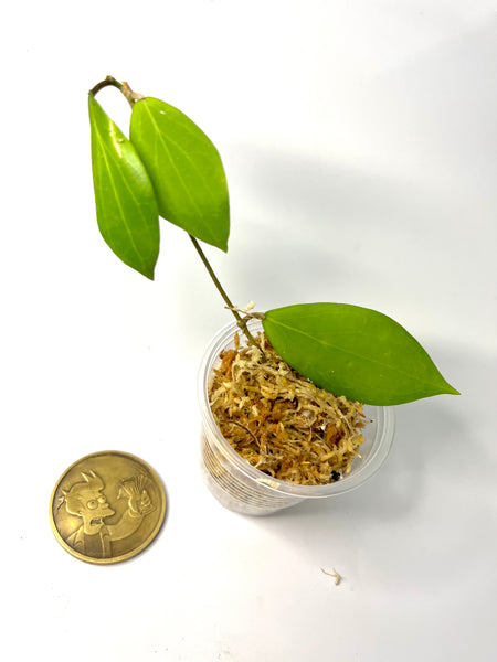 Hoya camphorifolia - Unrooted