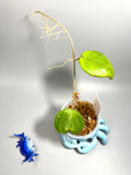 Hoya balaensis with splash - Unrooted