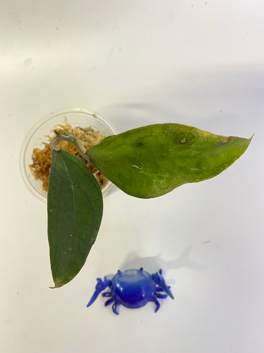 Hoya tequila sunrise - starting to root