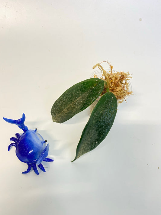 Hoya sp thomsonii - starting to root