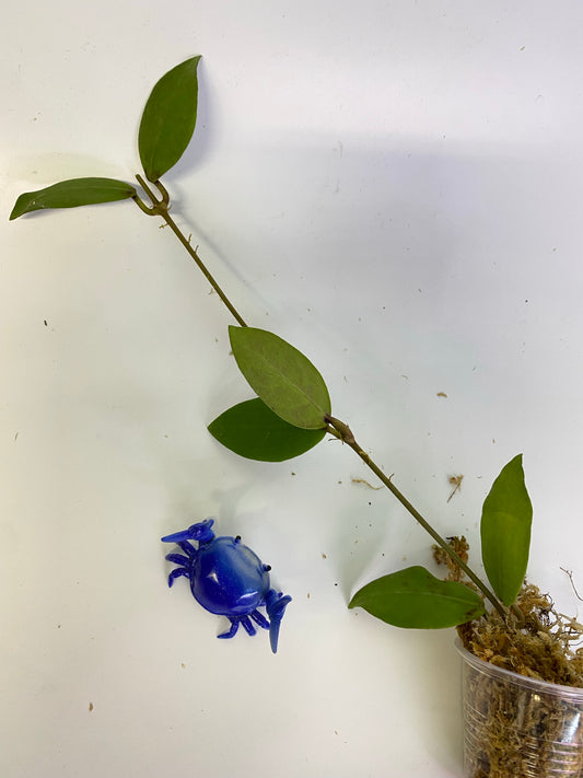 Hoya patricia - Darwinii x Elliptica - Unrooted