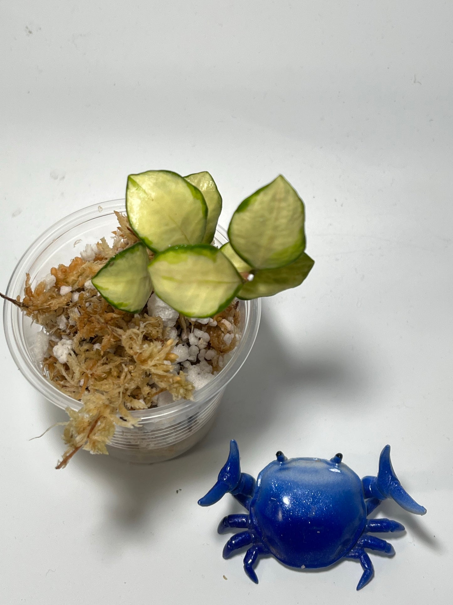 Hoya heuschkeliana variegated - Unrooted