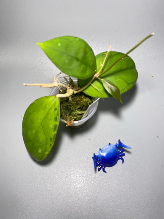 Hoya sp borneo round leaf - has roots