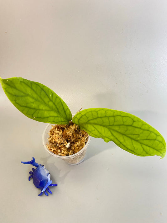 Reserved for planthappyneedcoffee - Hoya cv golden eye - unrooted