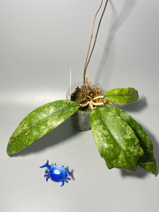 Hoya finlaysonii splash cv trang - Unrooted