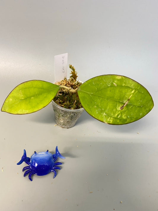 Hoya MB 1497 - (erythrina x MB 1141) - has some roots