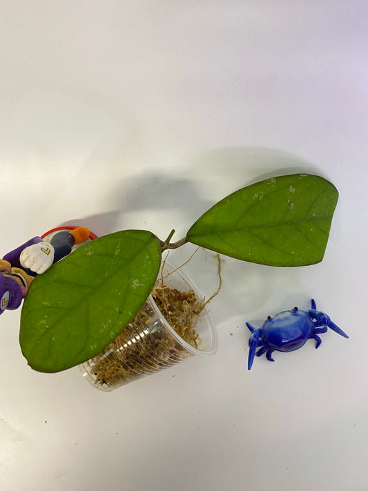 Hoya leoensis rare new hybrid of viola x fuscomarginata - just starting to root