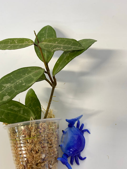 Hoya elliptica small leaf - active growth