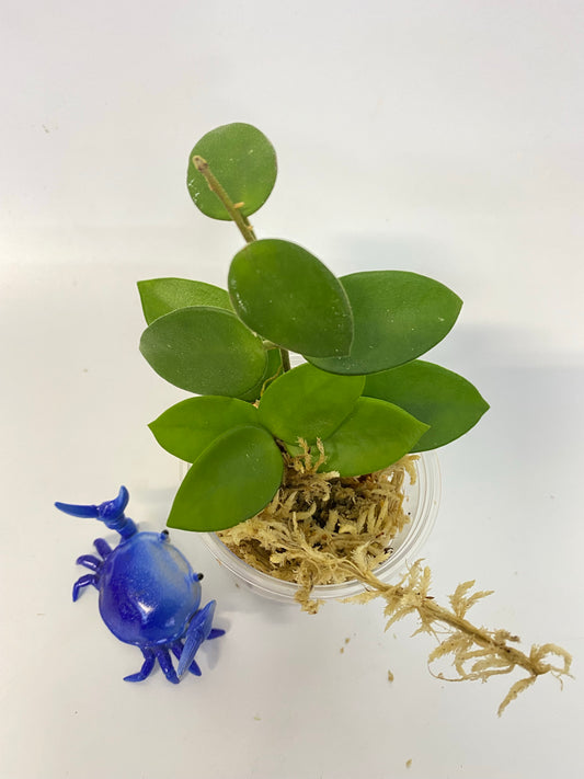 Hoya cv chouke - Unrooted