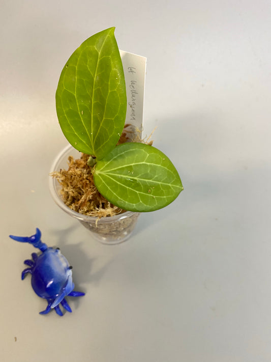 Hoya Hellwigiana - unrooted