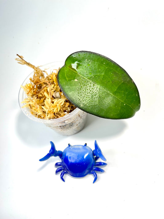 Hoya fusco marginata - unrooted