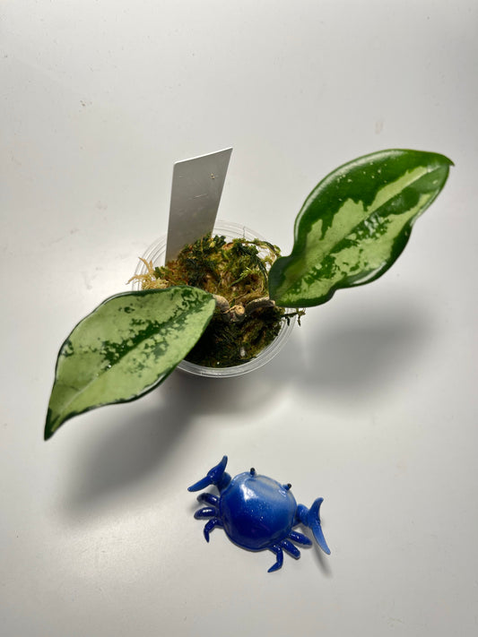 Hoya AH-074 silver clone- has some roots