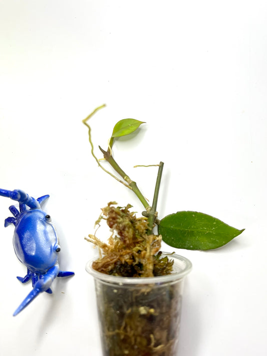 Free addon - Hoya sunrise - has some roots