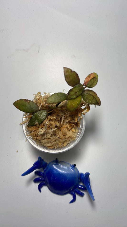 Hoya lacunosa perangin durian - unrooted