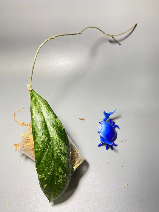 Hoya sp. chicken farm - unrooted