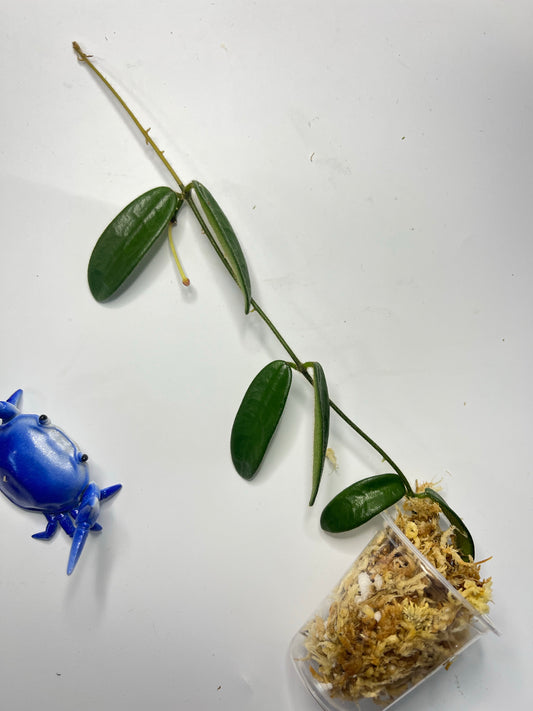 Reserved for Alissa - Hoya Lyi - Unrooted