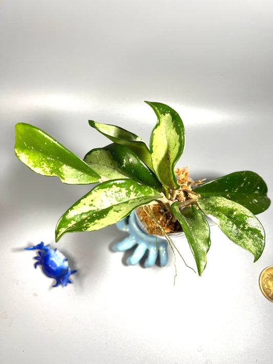 Hoya AH-074 silver clone- starting to root