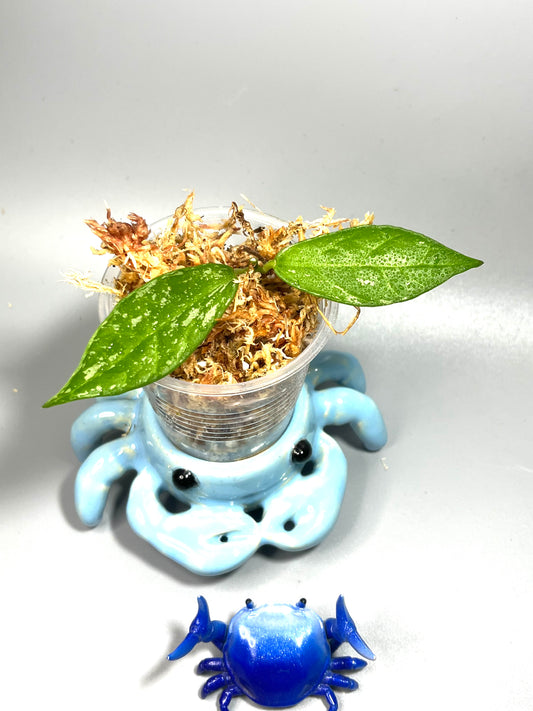 Hoya lacunosa x obscura with splash - Unrooted