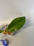 Hoya UT-030