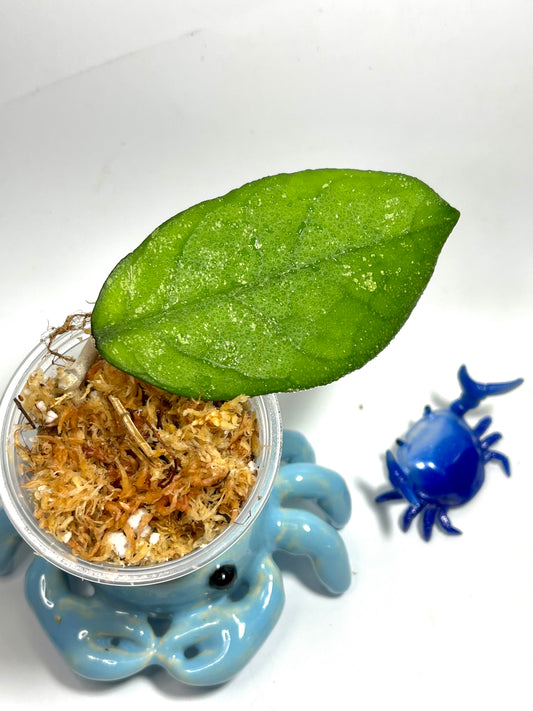 Hoya Ah049 - Unrooted